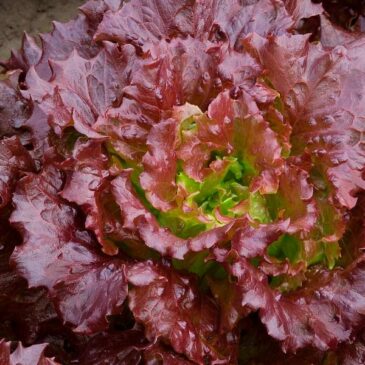 Salade batavia rouge