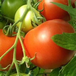 Tomate ronde « paola »