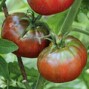Tomate variété ancienne « Noire de Crimée »