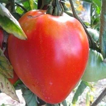 Tomate variété ancienne « Coeur de Boeuf »